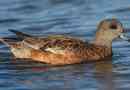 Duck sviyaz